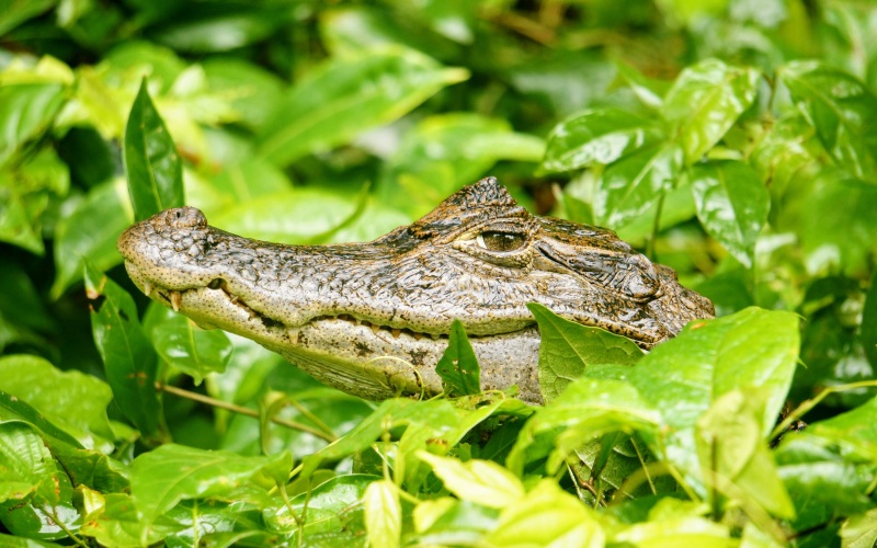Голова крокодила 
