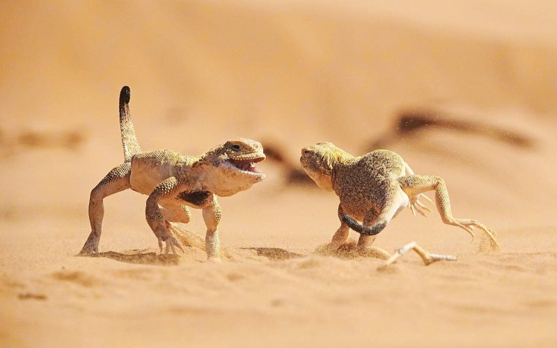 Ящерицы прыгают в песке 