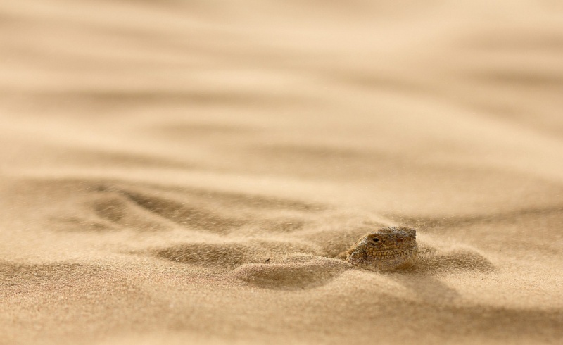 Ящерица закопалась в песок 