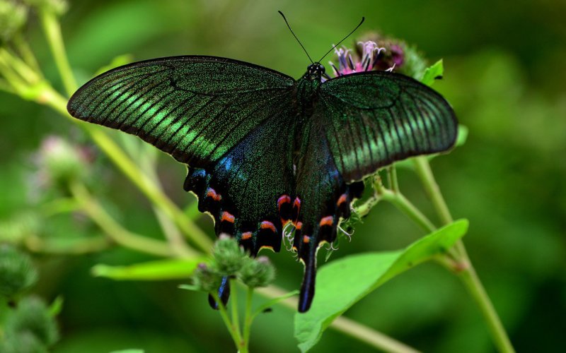 Красивая окраска бабочки 