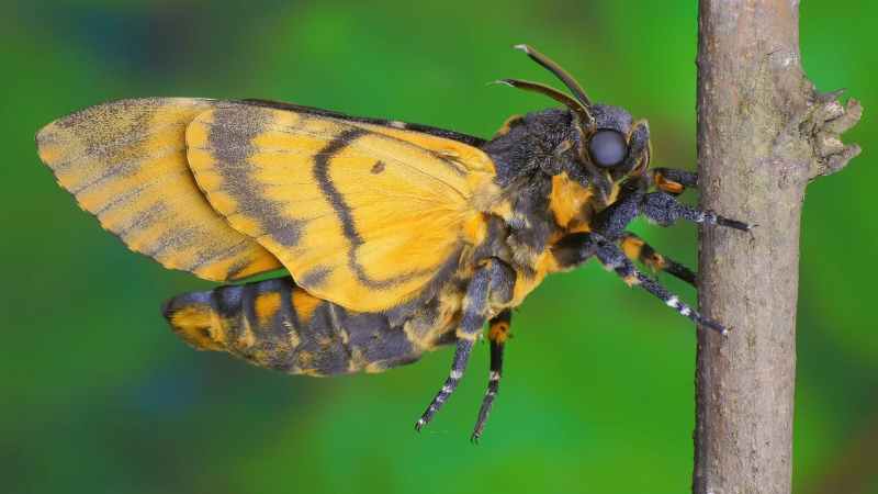 Необычная бабочка 