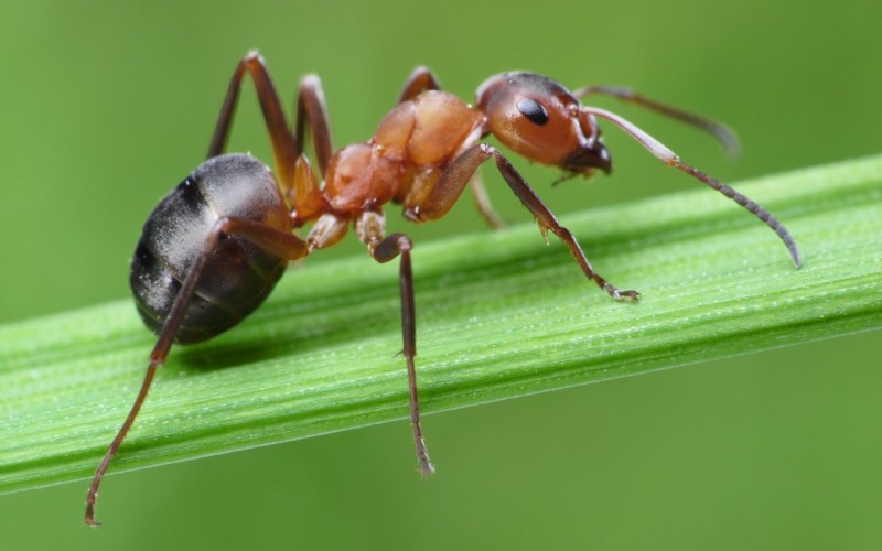 Насекомое муравей