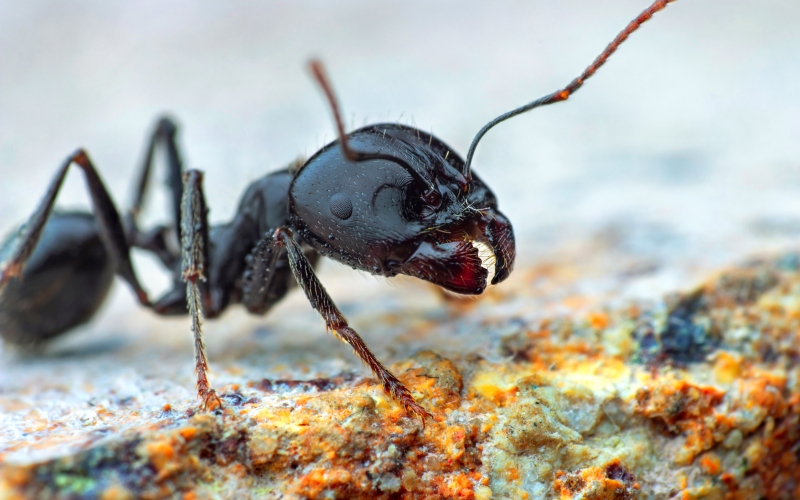Голова муравья 
