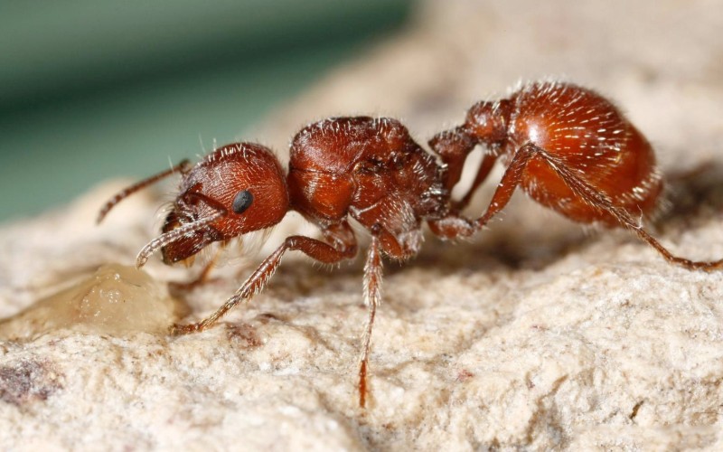 Насекомое огненный муравей 