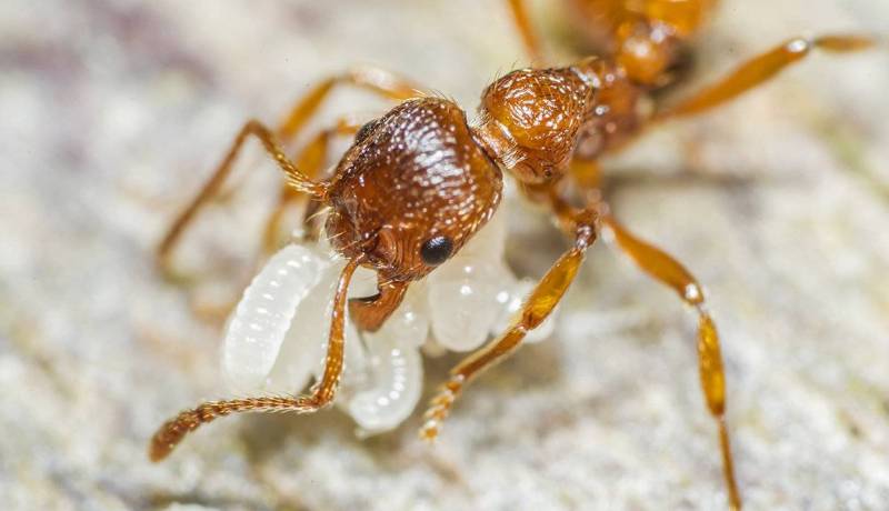 Личинки огненного муравья