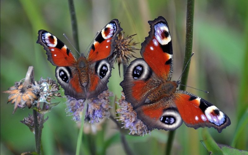 Необычные бабочки 