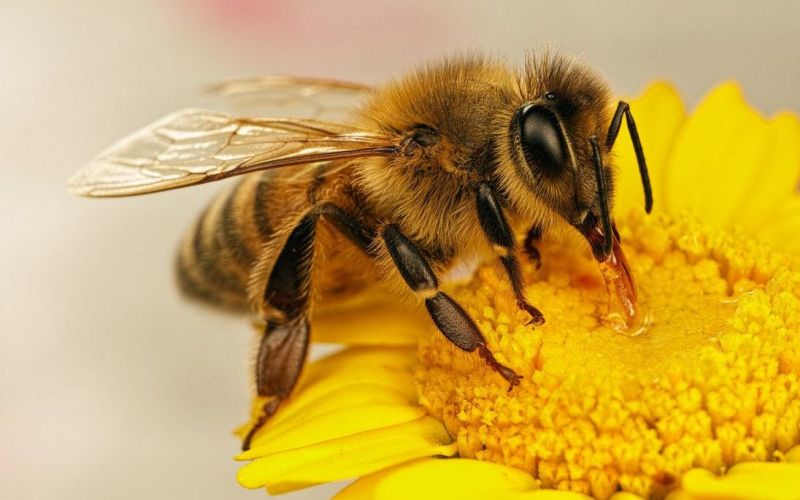 Насекомое пчела