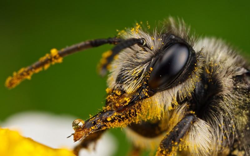 Голова пчелы 