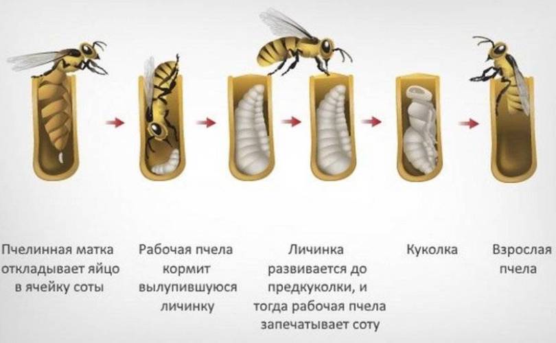 Этапы взросления пчелы 