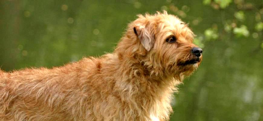Порода собак Голландский смоусхонд