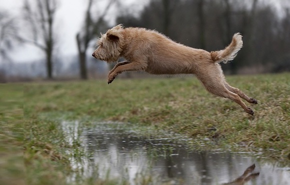 Прыгучий пес