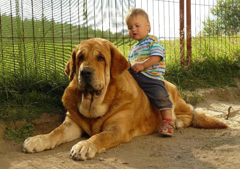 Пес и ребенок