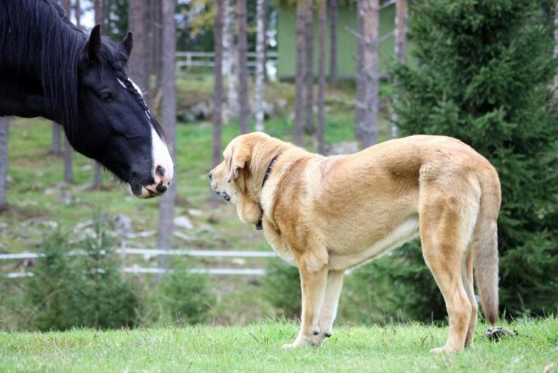 Собака и конь
