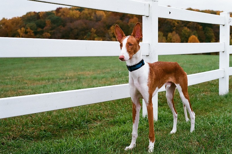 Пес у ограды