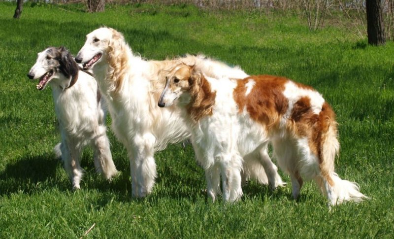 Различные окрасы собак