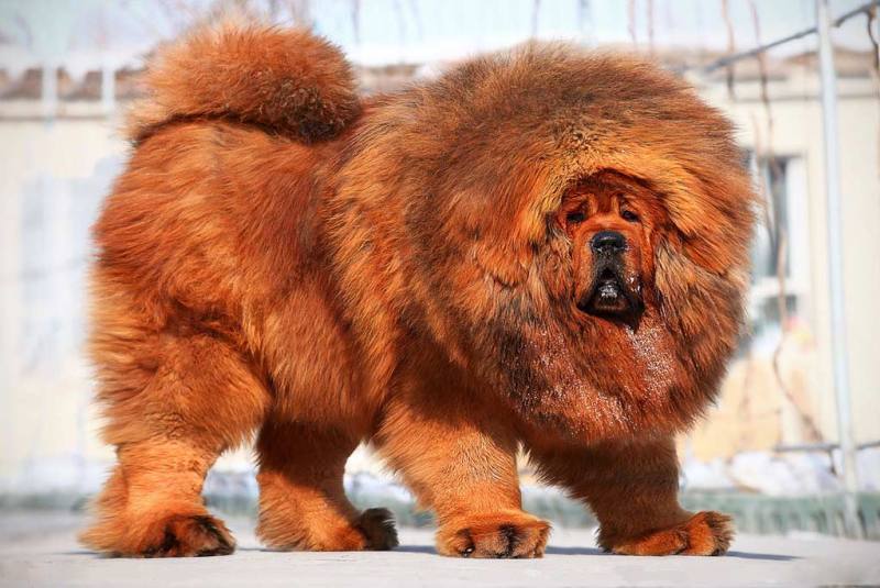Огромный пес