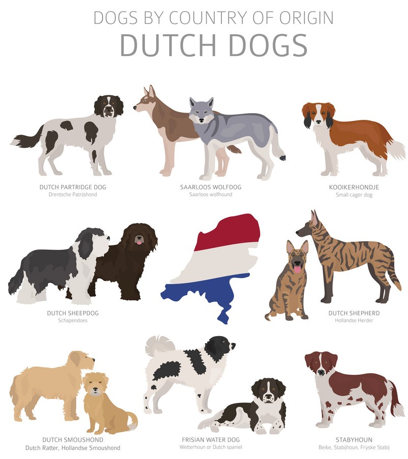 Нидерландские породы собак