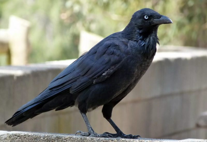 Ворона черная