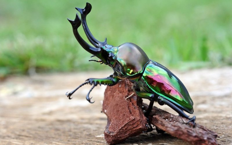 Необычный жук 