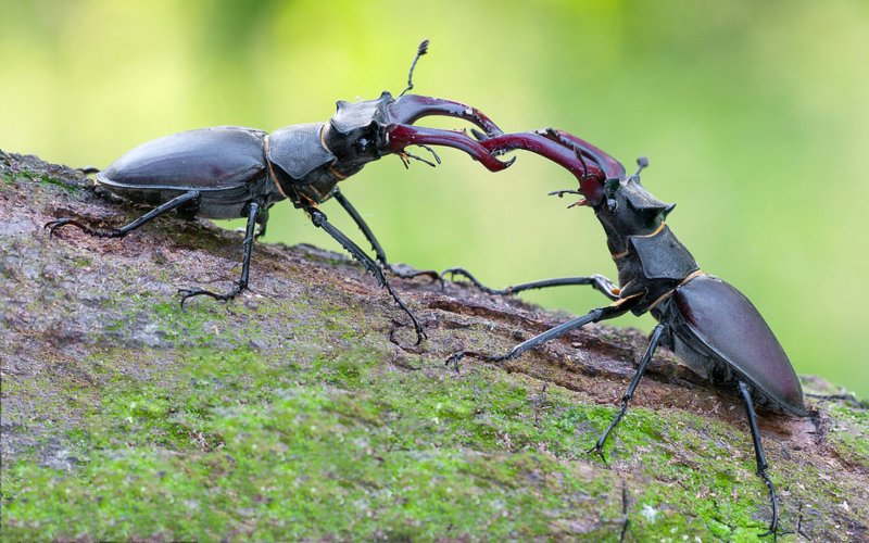Борьба жуков 