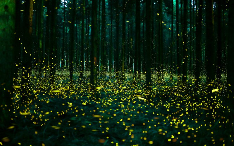 Светлячки в темном лесу 