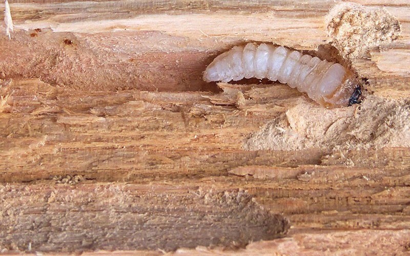 Личинка жука-древоточца 
