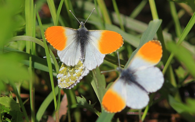 Бабочки в траве 