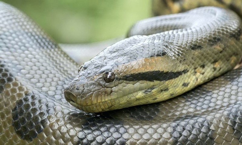 Голова змеи 