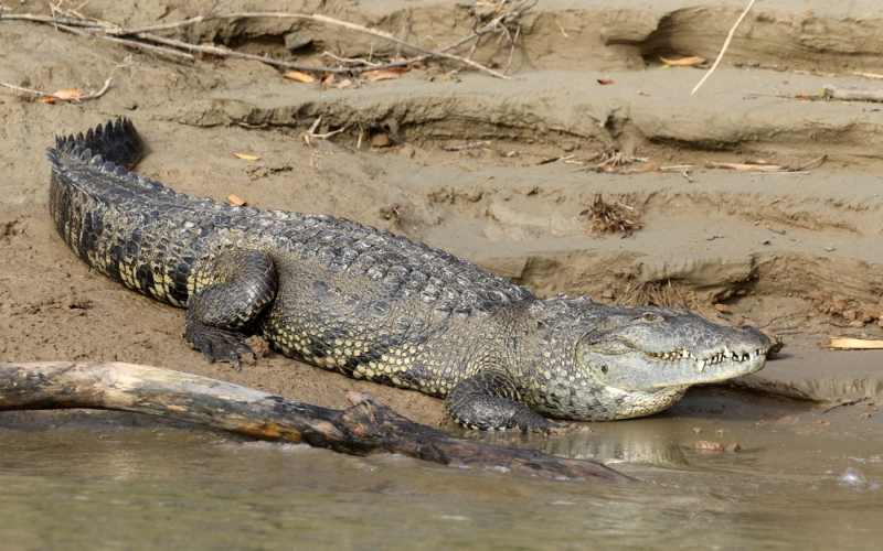 Центральноамериканский крокодил