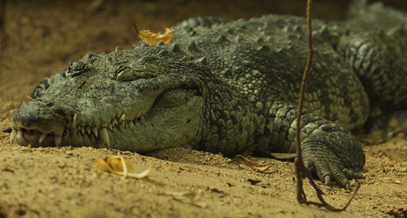 Крокодил белиз 