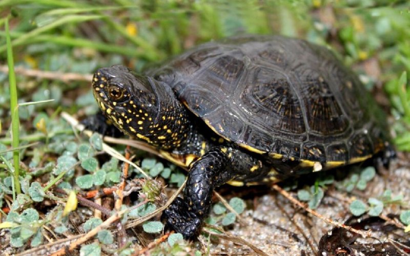 Рептилия болотная черепаха 