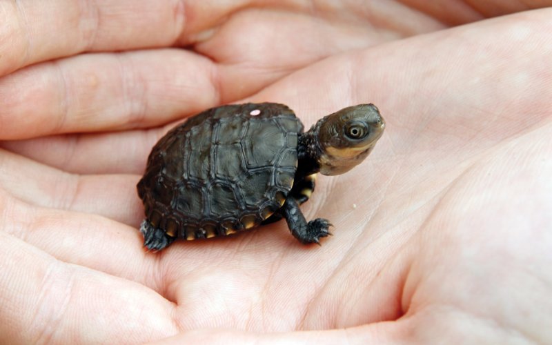 Детеныш болотной черепахи