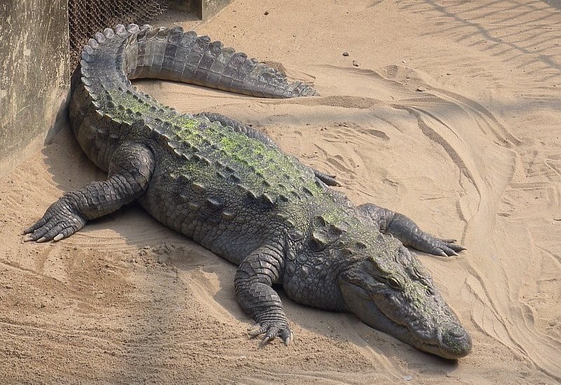Рептилия болотный крокодил 