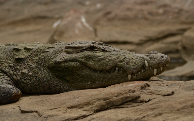 Голова болотного крокодила 