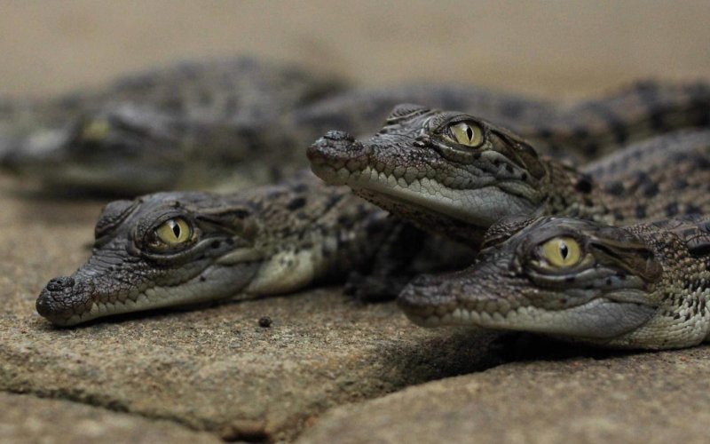Детеныши болотного крокодила 