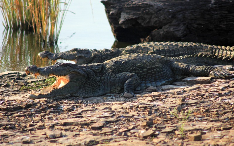 Крокодилы на берегу 
