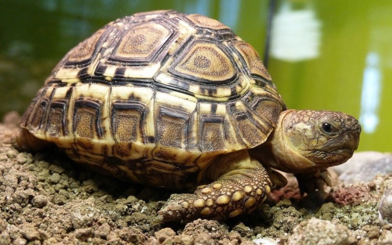 Рептилия черепаха