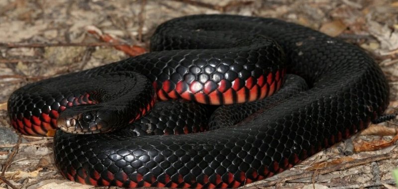 Рептилия черная змея 