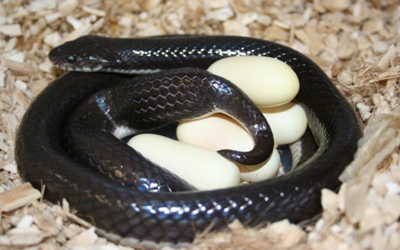 Яйца черной змеи 