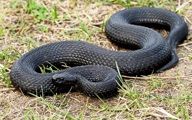 Черная змея 