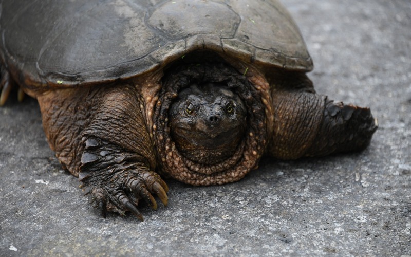 Голова черепахи 