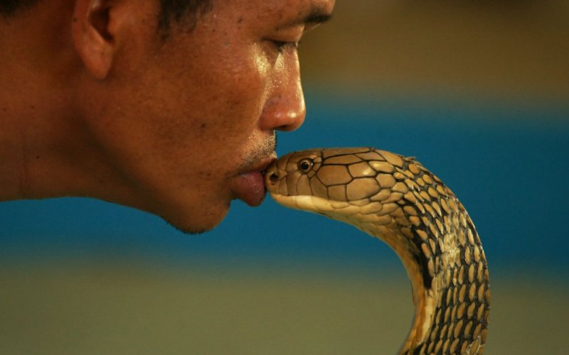 Змея и человек 