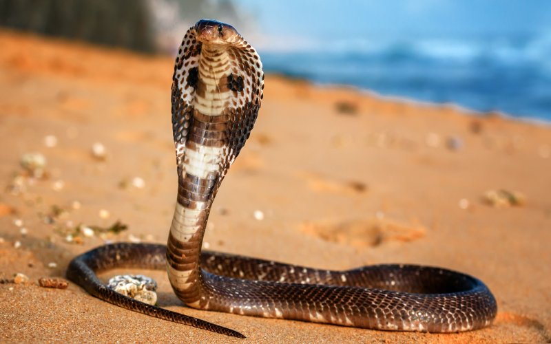 Змея королевская кобра 