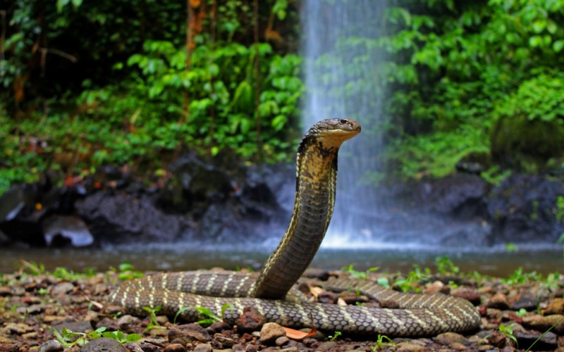 Змея у воды 