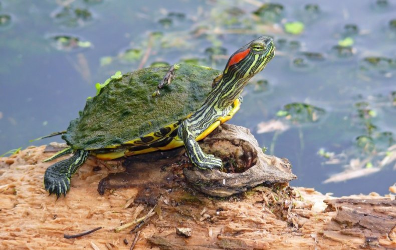 Популярная красноухая черепаха 