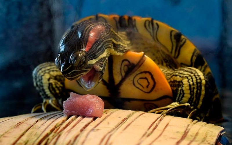 Черепаха ест мясо 