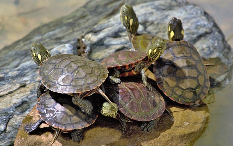 Детеныши красноухой черепахи