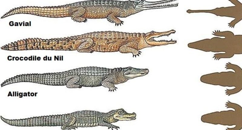 Различие крокодилов 