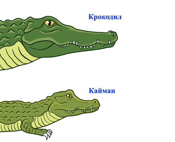 Крокодил и кайман 