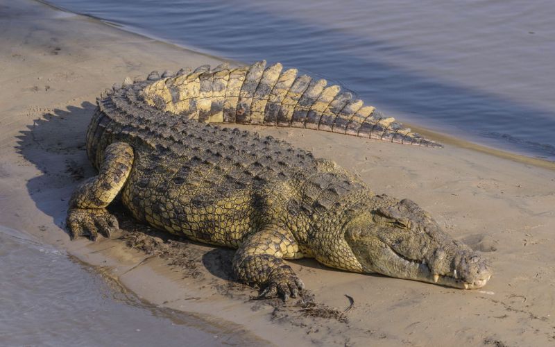 Рептилия крокодил